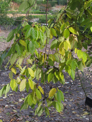 Diospyros japonica