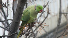 Psittacula krameri