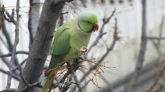 Psittacula krameri