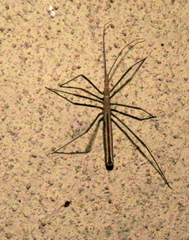 Leptodema