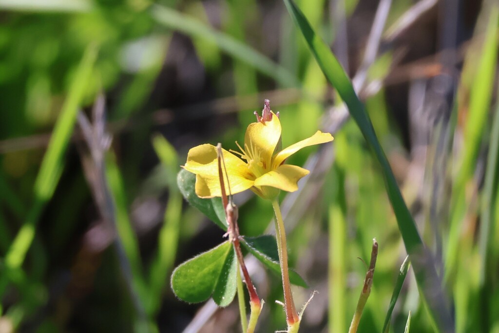 Oxalis californica; photograph (c) Millie Basden, some rights reserved (CC BY)