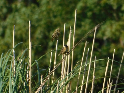 Long-tailed Reed Finch (Donacospiza albifrons), photo 5
