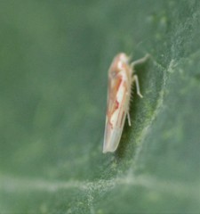 Zygina flammigera