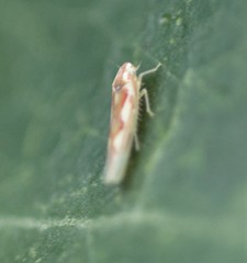 Zygina flammigera