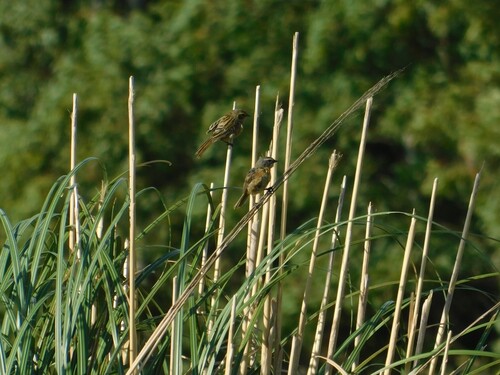 Long-tailed Reed Finch (Donacospiza albifrons), photo 4