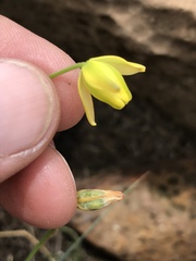 Albuca shawii