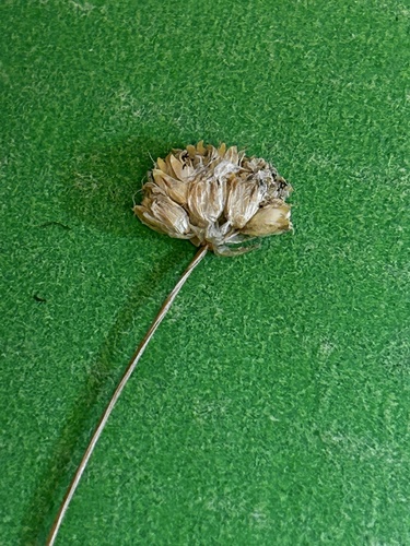 Ballhead Sandwort (Eremogone congesta)
