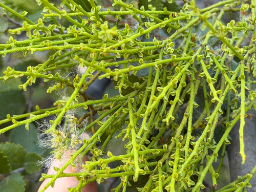 Misodendron gayanum (Misodendrum gayanum)