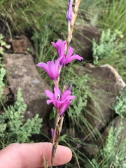 Dierama erectum
