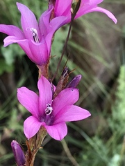 Dierama erectum