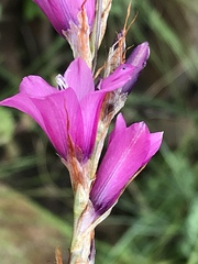 Dierama erectum