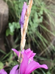 Dierama erectum