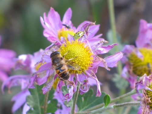 Unknown species found near Bear Branch Nature Center