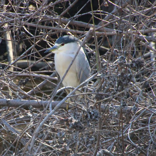 iNaturalist observation photo of Black-crowned Night Heron
