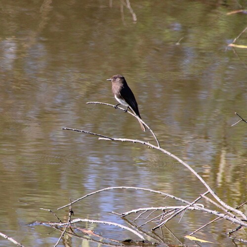 iNaturalist observation photo of Black Phoebe