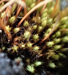 Conostomum pentastichum