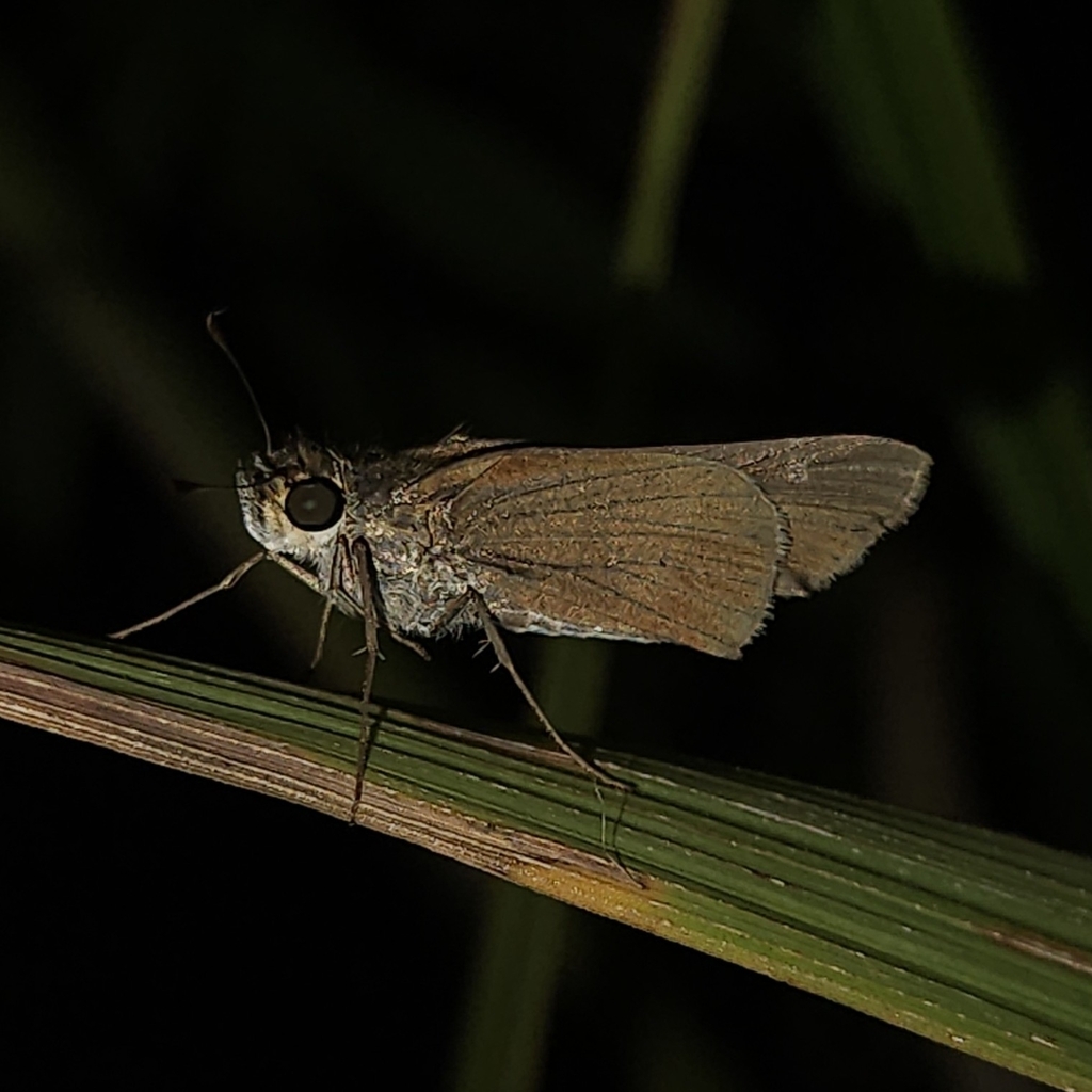 Panoquina from FHC8+62, Carapichaima, Trinidad and Tobago on January 27 ...