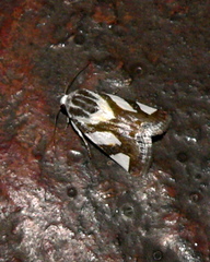 Acontia trimaculata