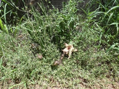 Ceropegia gigantea image