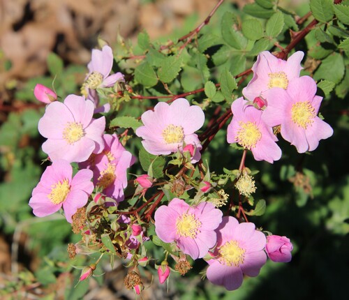 iNaturalist observation photo of California Wild Rose