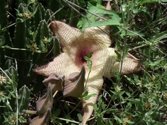 Ceropegia gigantea image