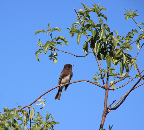 iNaturalist observation photo of Black Phoebe