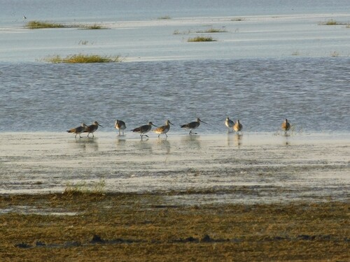 Hudsonian Godwit (Limosa haemastica), photo 6