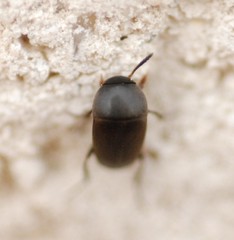 Ptomaphagus