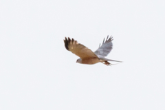 Accipiter brevipes