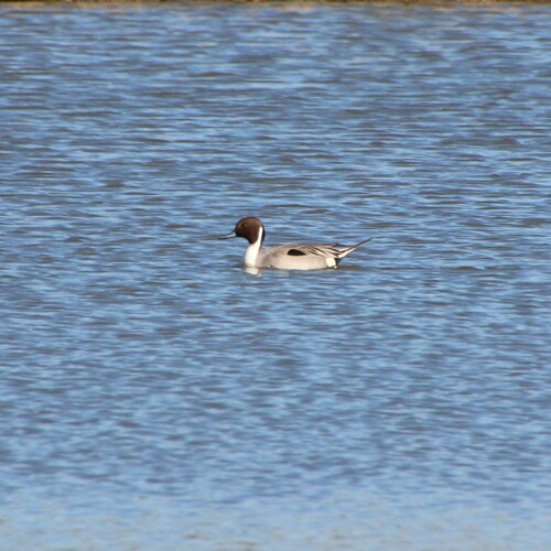 iNaturalist observation photo of Northern Pintail