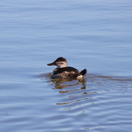 iNaturalist observation photo of Ruddy Duck
