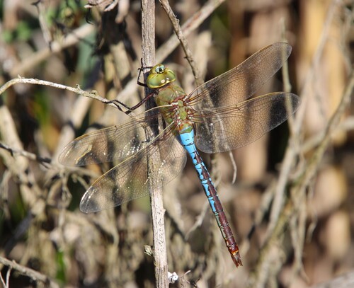 iNaturalist observation photo of Common Green Darner