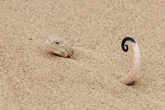 Phrynocephalus mystaceus