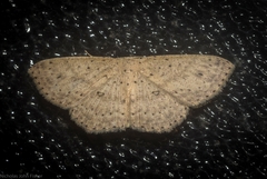Cyclophora turneri