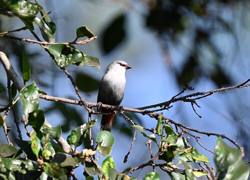 Estrilda caerulescens, 2026-01-21
