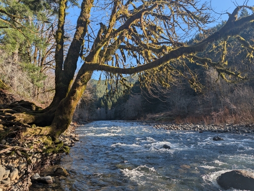 Pacific maple