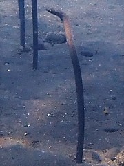 Heteroconger