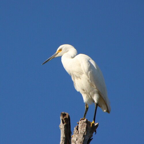 iNaturalist observation photo of Snowy Egret