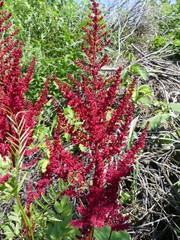 Astilbe