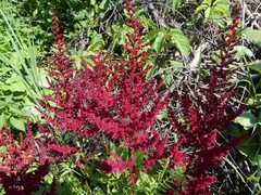 Astilbe