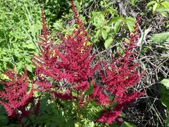 Astilbe