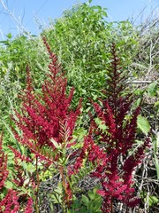 Astilbe
