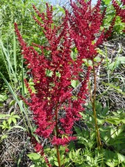 Astilbe