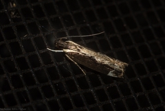 Chaliniastis astrapaea