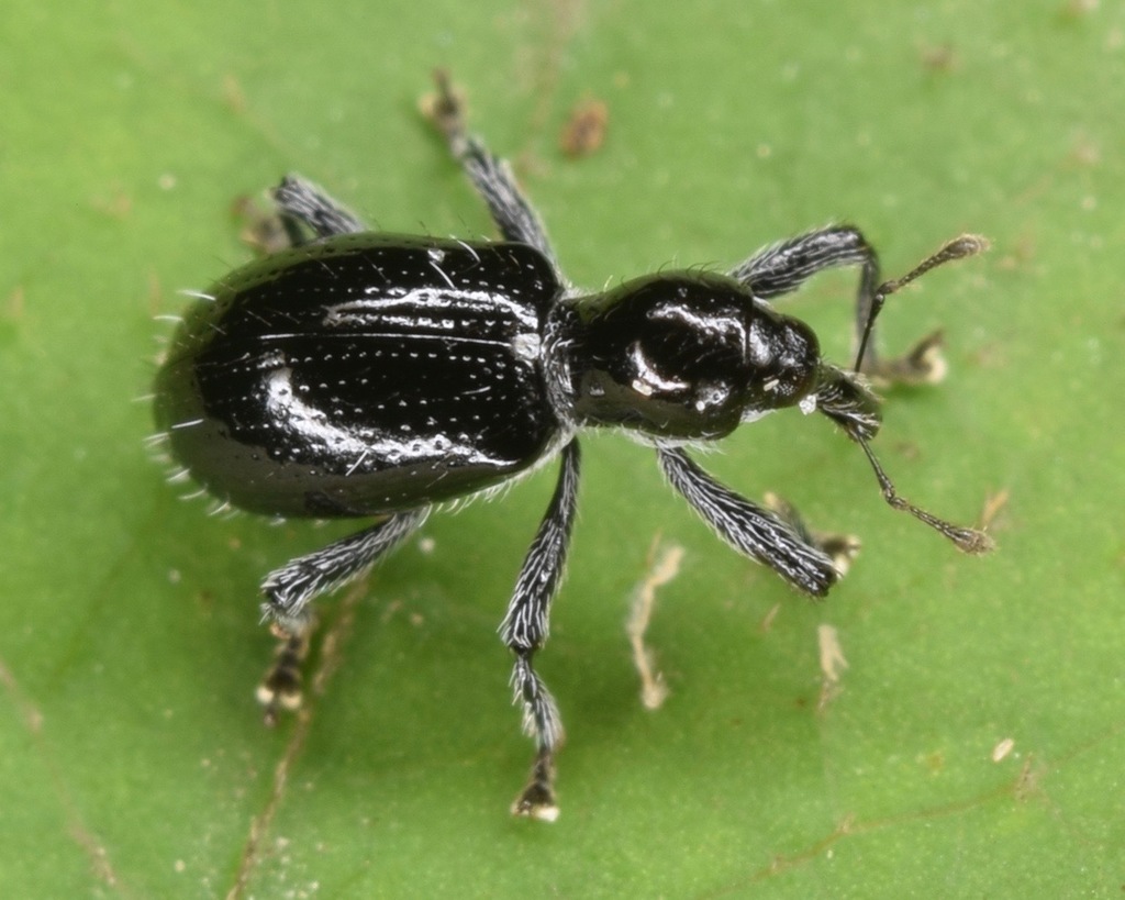 Myrmex myrmex