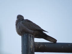 Streptopelia decaocto