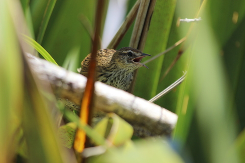 New Zealand Fernbird (Poodytes punctatus), photo 5
