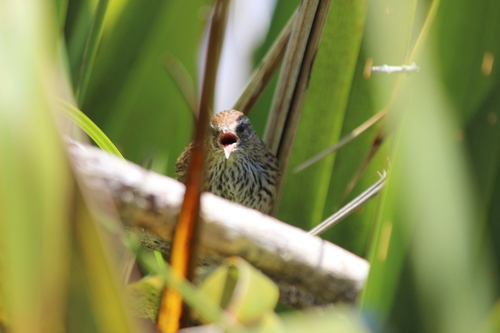 New Zealand Fernbird (Poodytes punctatus), photo 6