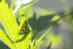 Loxostege venustalis