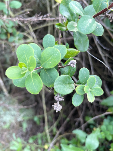 iNaturalist observation photo of Southern Honeysuckle